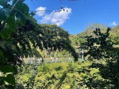 -西双版纳原始森林公园
