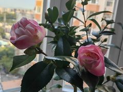 -三旗百汇商品城