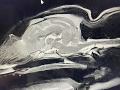 -泰洋动物医院·神经专科·磁共振·CT(天河公园总院)