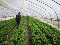 -南汇老顾农家乐采摘大团水蜜桃采摘店