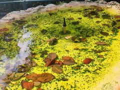 -维兹卡亚博物馆及花园