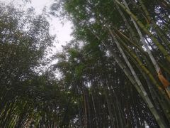 -望江楼公园