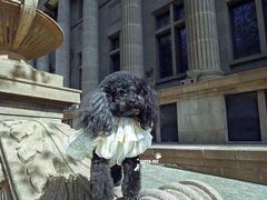 -超宠爱宠物摄影-Super pet