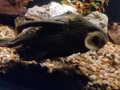 -暹罗海洋世界