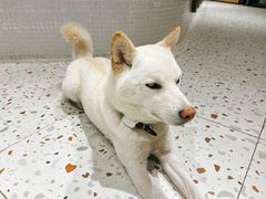 -柴务处·柴犬主题狗咖