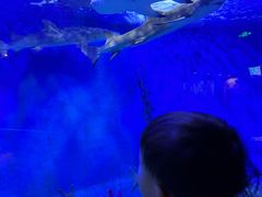 -太平洋海底世界