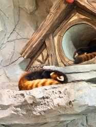 -Zoolung Zoolung动物主题公园(海信广场店)