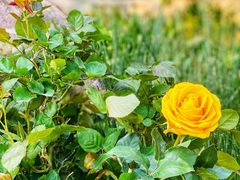 -人民公园(罗湖区)