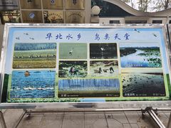 -白洋淀景区