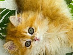 -青奢宠物·青奢猫舍