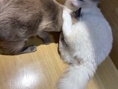 -滚猫咖啡·猫咖·猫友好撸猫(未来城店)