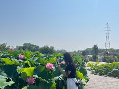 -白洋淀景区