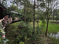 -合肥滨湖国家森林公园