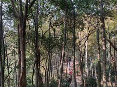 -上海佘山国家森林公园天马山园