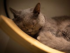 -飞行喵MR PILOT|猫舍·猫咖(静安大融城店)