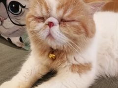 -CAT’S MEWSTAR CAFE·喵星球猫屋(晴湾咖啡店)
