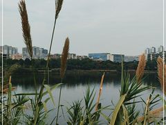 -广东花都湖国家湿地公园