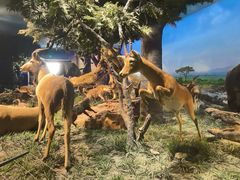 -国家自然博物馆