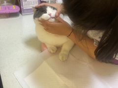 -宠爱国际动物医院· 猫科· 外科·中兽医(长白店)