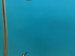 -北戴河圣蓝海洋公园