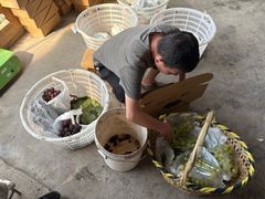 -马陆小张葡萄园农家乐