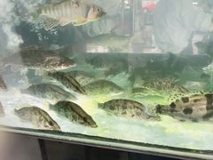 -全乐鱼馆·淳牌有机鱼直营店