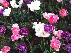 iphone_upload_pic-上海鲜花港