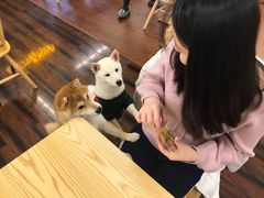 -豆柴町-柴犬主题狗咖(红鼎国际C座店)