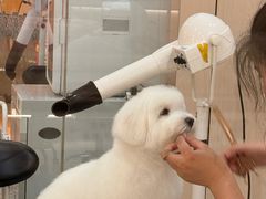 -momokira米努特·德文卷毛猫·棉花面纱犬