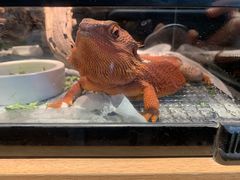 -酷以爬仙阁实体爬宠店·守宫·蜥蜴·专业繁育