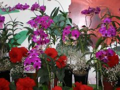 花展-西安世博园