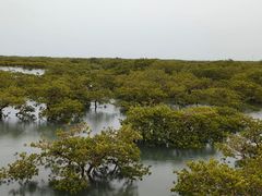 -北海金海湾红树林生态旅游区