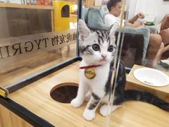 -袖虎·猫馆(体育西路店)