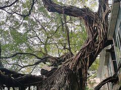 -小洲村