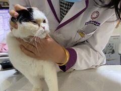 -宠爱国际动物医院· 猫科· 外科·中兽医(长白店)