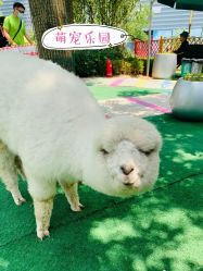 -萌宠亲子动物乐园(槐房万达店)