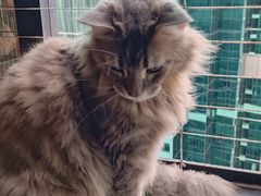 -楼上猫咖(罗湖店)