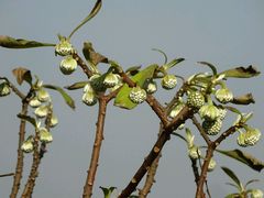 -梁鸿国家湿地公园
