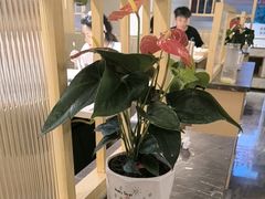 -芭夯兔·兔肉汤锅(新都店)