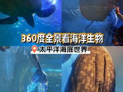 -太平洋海底世界