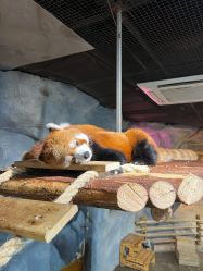 -Zoolung Zoolung动物主题公园(海信广场店)