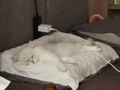 -爱诺耐芙动物医院(万博店)