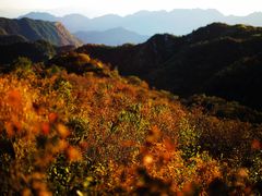 -大岭沟猕猴桃谷风景区