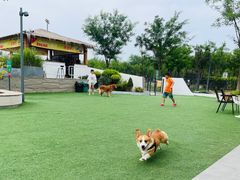 -爪吧宠物乐园·宠物泳池(温榆河示范区店)