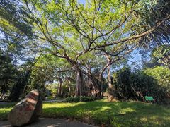 -瑞丽独树成林风景区