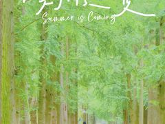 -上海滨江森林公园
