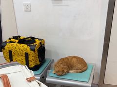 -四月宠物医院·猫专科·心脏专科·内科(转塘店)