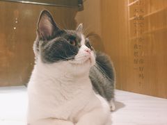 -悠尼宠物·独立低压伊珊娜洗护·美容·寄养(兰谷路店)