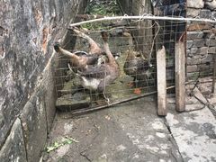-石潭村