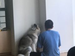 -Husky Go! 哈士奇体验馆·宠物咖啡厅狗咖